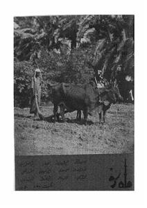 Shumara Number-008